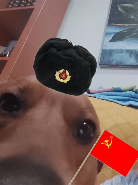 Dog With Soviet Hat at Cody Phipps blog