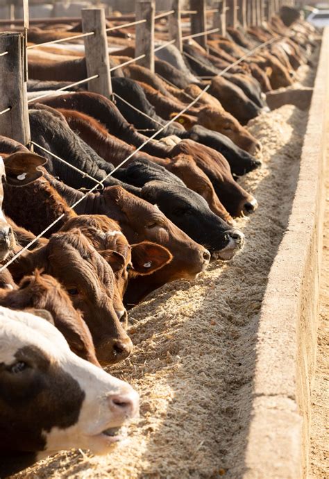 What Are Cattle Feedlots at Paige Cremean blog