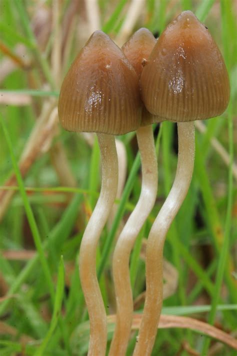 How to spot Liberty caps : r/MagicMushroomHunters