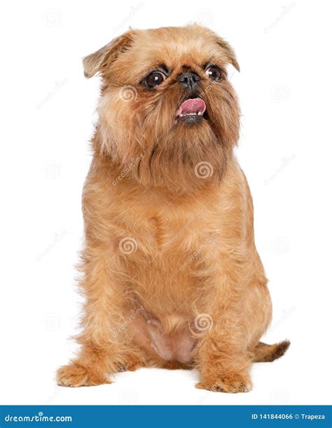 Griffon Brussels Petit Brabancon Dog Stock Photography | CartoonDealer ...