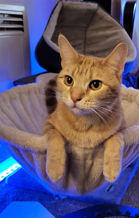 Leonardo practicing his "blue steel" look : r/aww