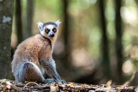 How Madagascar communities are fighting to save the island's last lemur ...