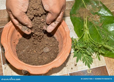 Putting Soil into Earthen Pots To Plant Saplings. Concept of Making ...