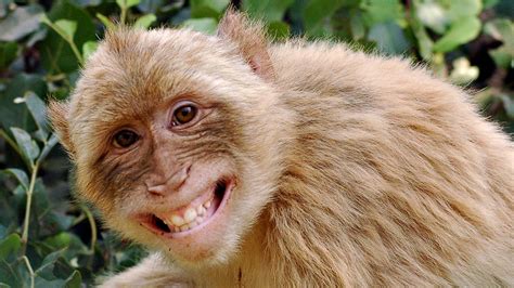 Funny Smiling Monkeys