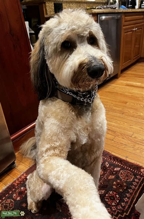 Golden Mountain Doodle (Embark DNA Tested and Hypoallergenic, No ...