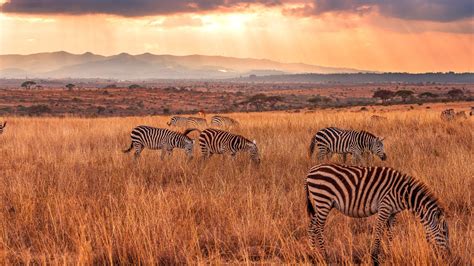 Zebra Herd Sunset