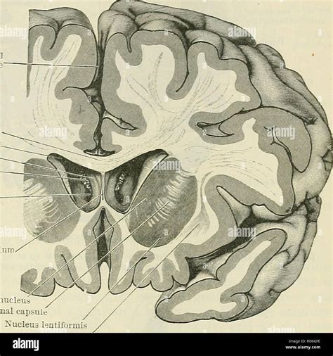 Septum pellucidum hi-res stock photography and images - Alamy