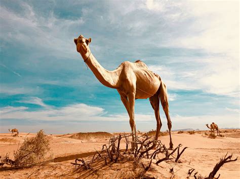 Animaux du désert : survie et caractéristiques uniques