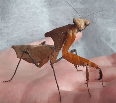 Giant Dead Leaf – Mantis Masters