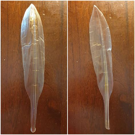 The Internal Skeleton of a Squid - a thin plastic-like Chitinous 'Pen ...