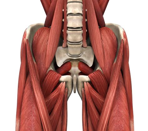psoas muscle pain Archives - Release Muscle Therapy