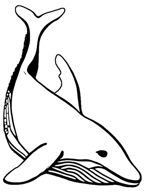 Killer Whale Coloring Pages [2025]