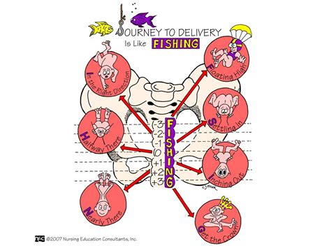 Stations of Labor | Child nursing, Nursing mnemonics, Nursing school ...