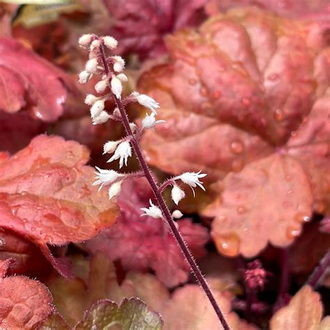 Heuchera 'Fire Alarm' (1 qt) | 'Fire Alarm' Coral Bells (1 qt ...