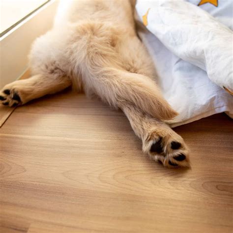 6 Top Dog Friendly Flooring Options for your Home - House that Barks
