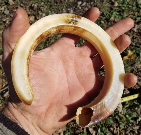Cleaning Boar Tusks at Pam Calhoun blog