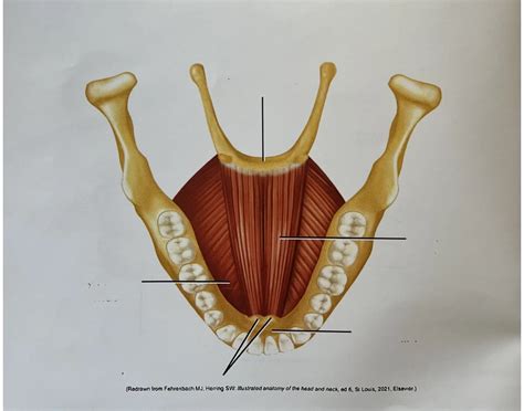 FlOOR OF ORAL CAVITY : GENIOHYOID MUSCLE Quiz