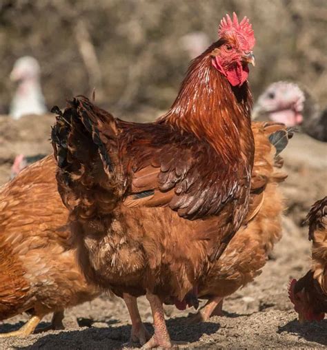 Top 9 Brown Chicken Breeds (with Pictures)
