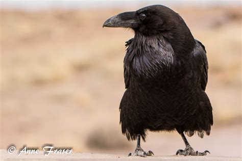Raven Vs Crow Sounds