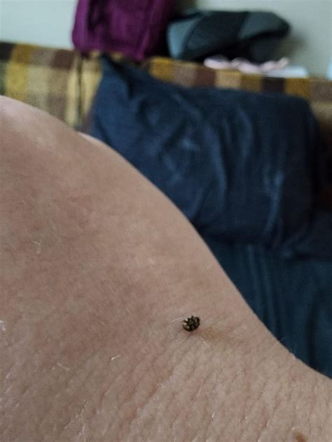 baby stink bug? : r/whatsthisbug