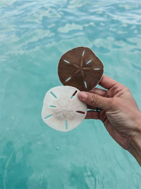 How to Tell the Difference Between a Live Sand Dollar and One That Isn ...