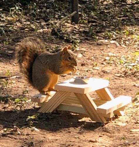 Handmade Squirrel Picnic Table Picnic Table for Squirrel | Etsy