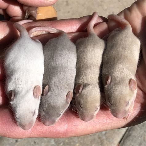 This is my 10 day old tan litter from the English mice I recently ...