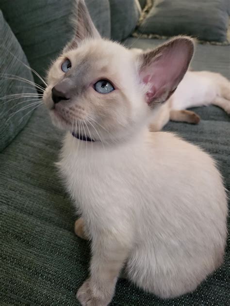 Seal Point Siamese Kittens