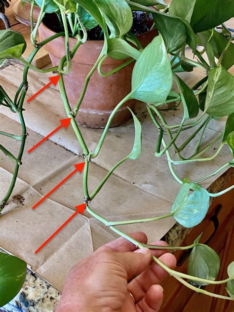 How to Propagate Pothos - Nature Way