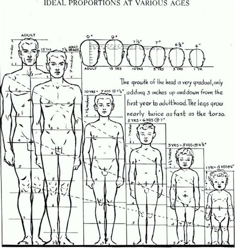 Proportions of the Human Figure : How to Draw the Human Figure in the ...