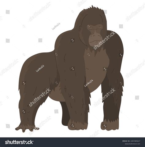 Gorilla Genus Apes Largest Representative Primates Stock Vector (Royalty Free) 2287485627 ...