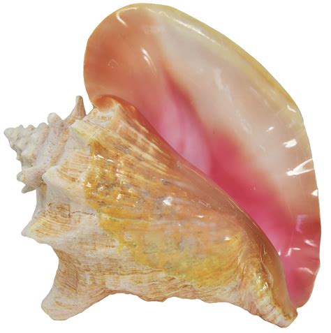What Is A Conch Sea Shell at Blair Martin blog
