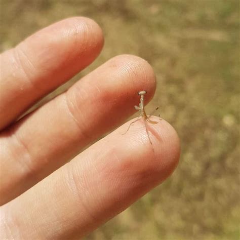 Praying Mantis Nymph Stage Q: The Baby Praying Mantises Are So Cute,