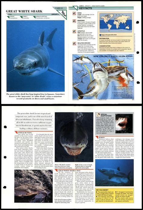 Great White Shark #4 Fish Wildlife Fact File Fold-Out Card