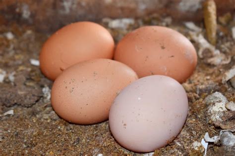 Golden Comet Chickens: The Complete Guide