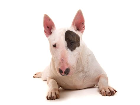 What Breed Dog Was Spuds Mackenzie at Jennifer Colbert blog