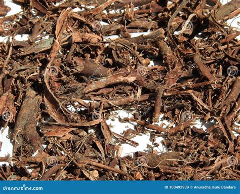 Mimosa hostilis root bark stock image. Image of lanka - 100492939