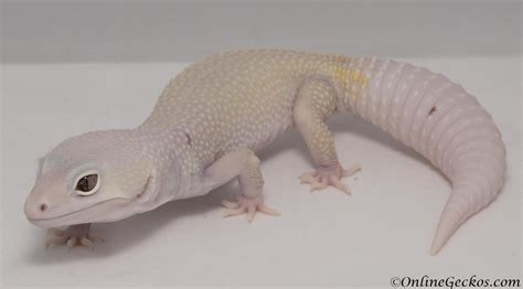 OnlineGeckos.com Gecko Breeder - Leopard Geckos For Sale - Gecko Care ...