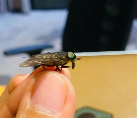 Blood-sucking Insects - Blood-sucking Insects