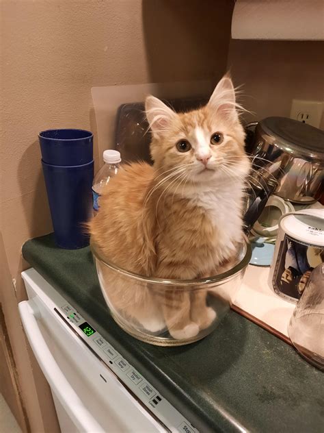 Step one for Coconut Kitty Lentil Soup: Get a medium cat. : r/cateatingvegans