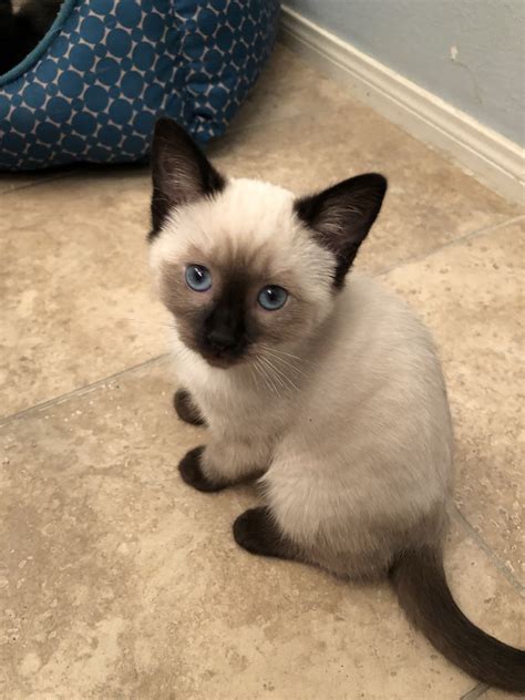 Siamese Cat with Blue Eyes