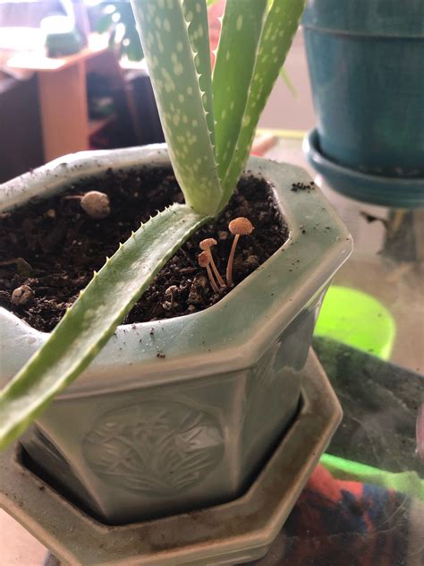 These little saplings are growing in my plants pot. Do you guys have ...