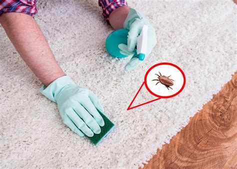 9 Effective Ways to Get Rid of Fleas in Carpet Naturally - A-Z Animals