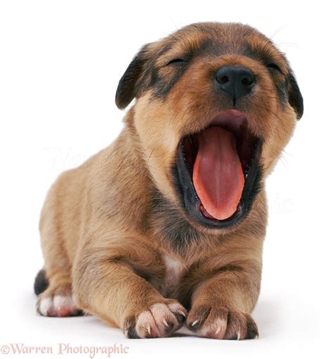 Yawning Puppies Why Does My Dog Yawn? | Beyond The Dog