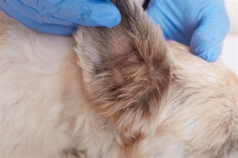 Dog Ear Mites | A Complete Guide for Pet Owners - symptoms of ear mites in dogs
