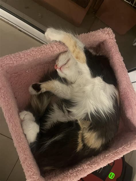 show me your cat’s weird sleeping positions : r/cats
