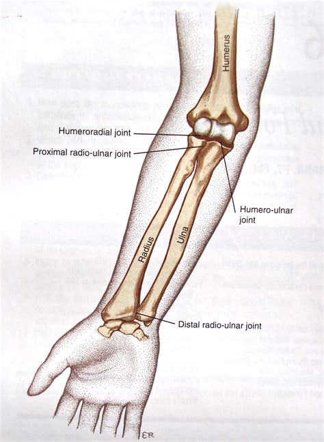 Radius And Ulna Labeled Joints