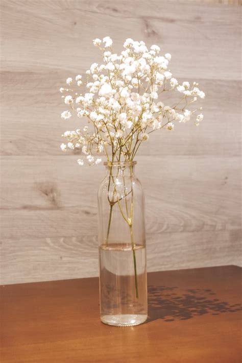 2 Ways How to Propagate Baby's Breath — PlantWorksNYC