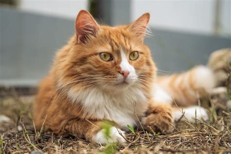 What Do Orange Tabby Cats Look Like at Adela Coletti blog