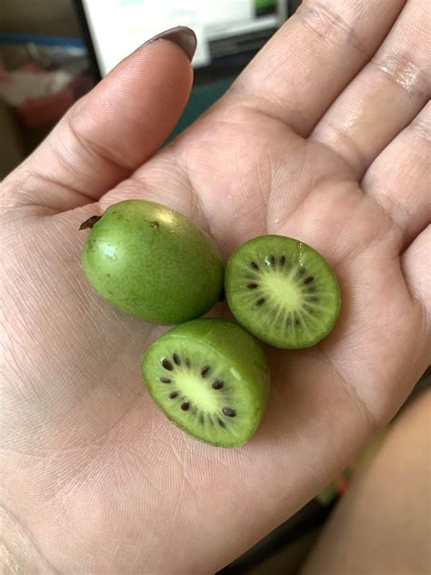 Kiwi Berries - grape-sized, edible skin, taste like Kiwi! : r/mildlyinteresting